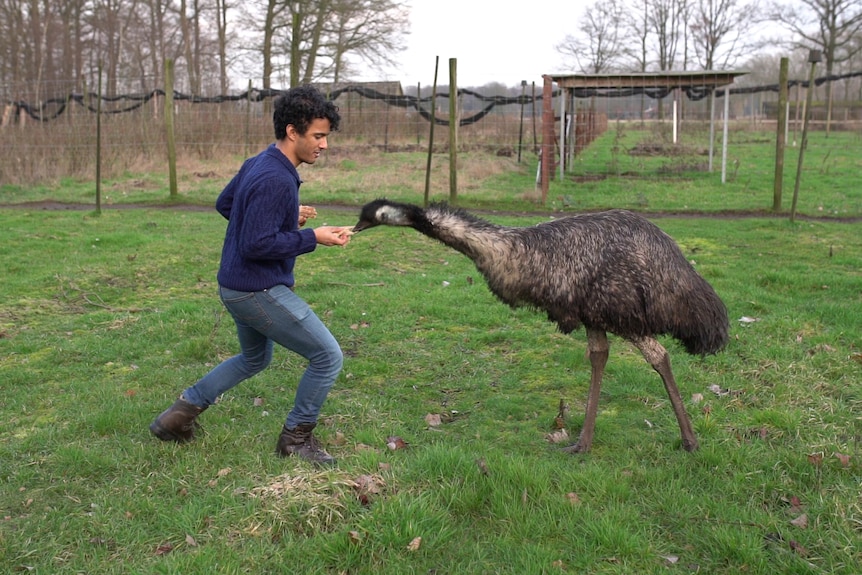 At the farm a man wearing a blue jumper and jeans leans over to feed an emu with the emu craning its neck towards him.