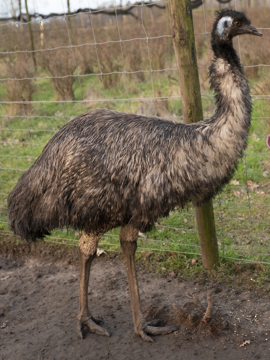 Emu