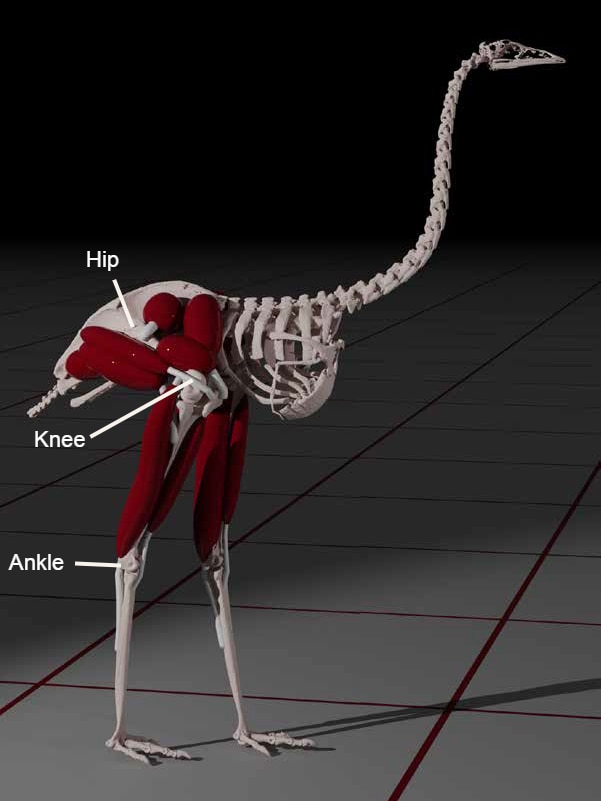 the bones and muscles of the emu's legs. (Credit: Advances in Science)