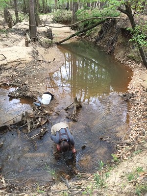 National Science Foundation grant supports Arkansas forest health study -